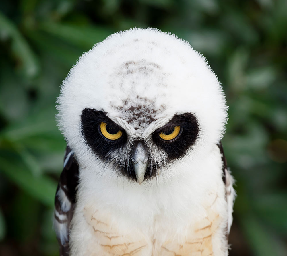 Now we can see through the Spectacled Owl's eyes and learn their many secrets