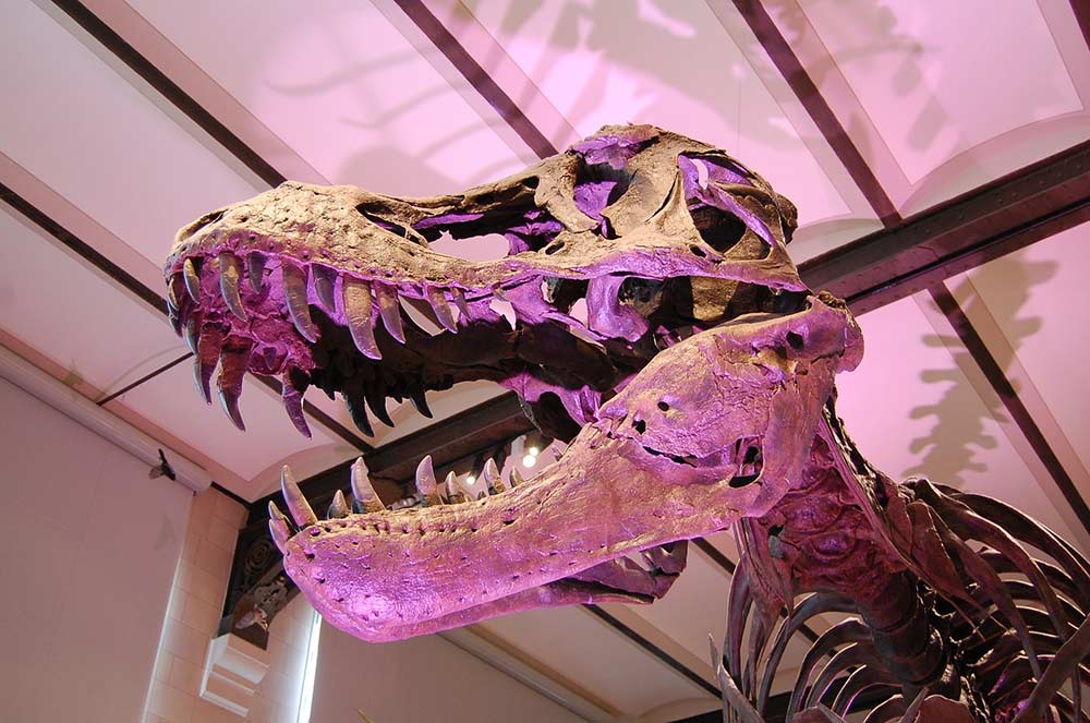T. rex weighed about 8 tons and had a bite force of 57,000 newtons