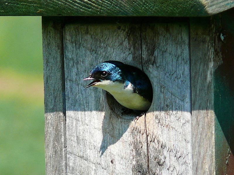 Tree Swallows can travel more than 3500 km across North American to their tropical wintering grounds