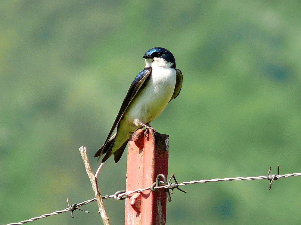 Timing is everything for migrating birds like Tree Swallows