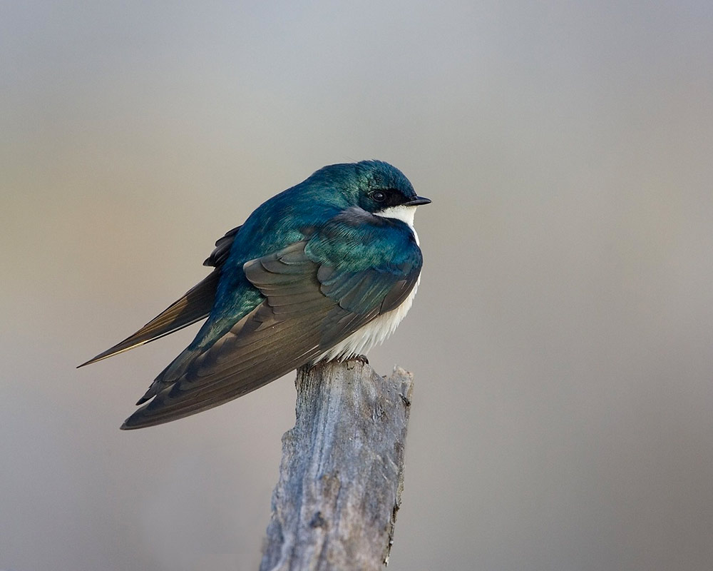 Migratory birds follow a tightly linked chain of events from breeding grounds to tropical winter grounds