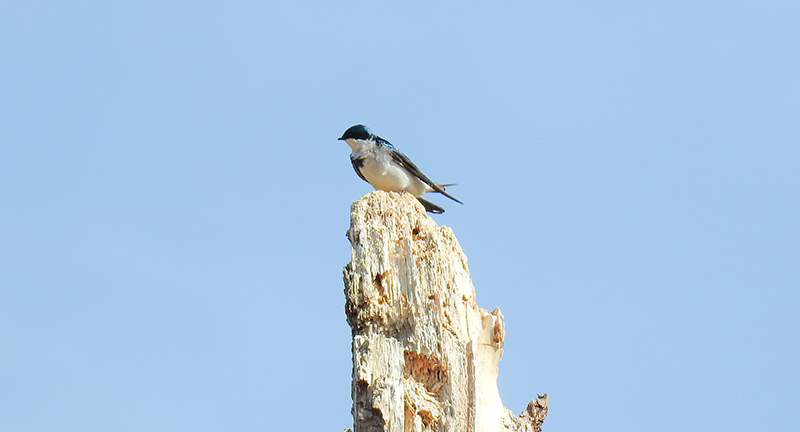 Understanding when birds move between breeding and wintering sites, and how different populations move, can help identify the greatest threats to survival