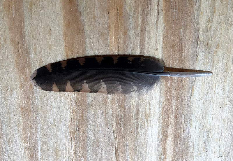 Feathers are intricate, beautiful and functional (Woodcock Feather)