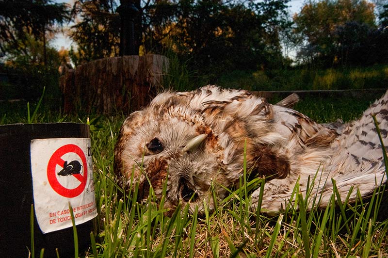 Eurasian Tawny Owl the victim of rodenticide poisoning