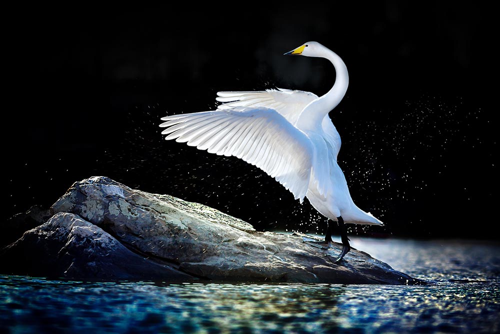 Whooper Swans arrive in Finland two weeks earlier than they did in the 1980s