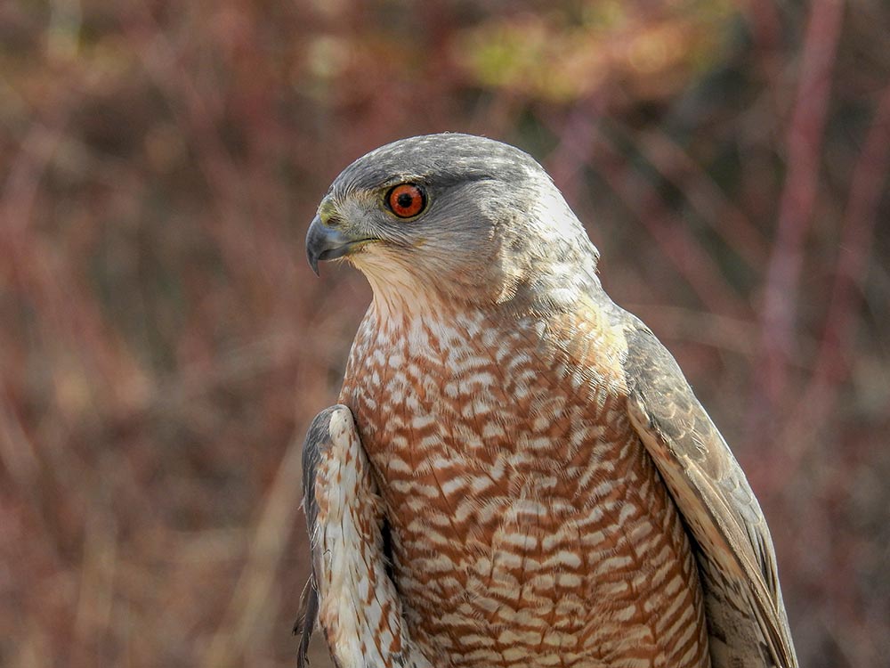 Cooper's Hawks prefer larger-bodied prey like doves and pigeons. (Pictured: Archer an adult male Cooper's Hawk and bird ambassador at Christine's Critters in Weston, CT