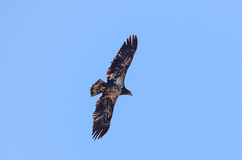 Juvenile Bald Eagle flying over onlookers at the Shepaug Dam