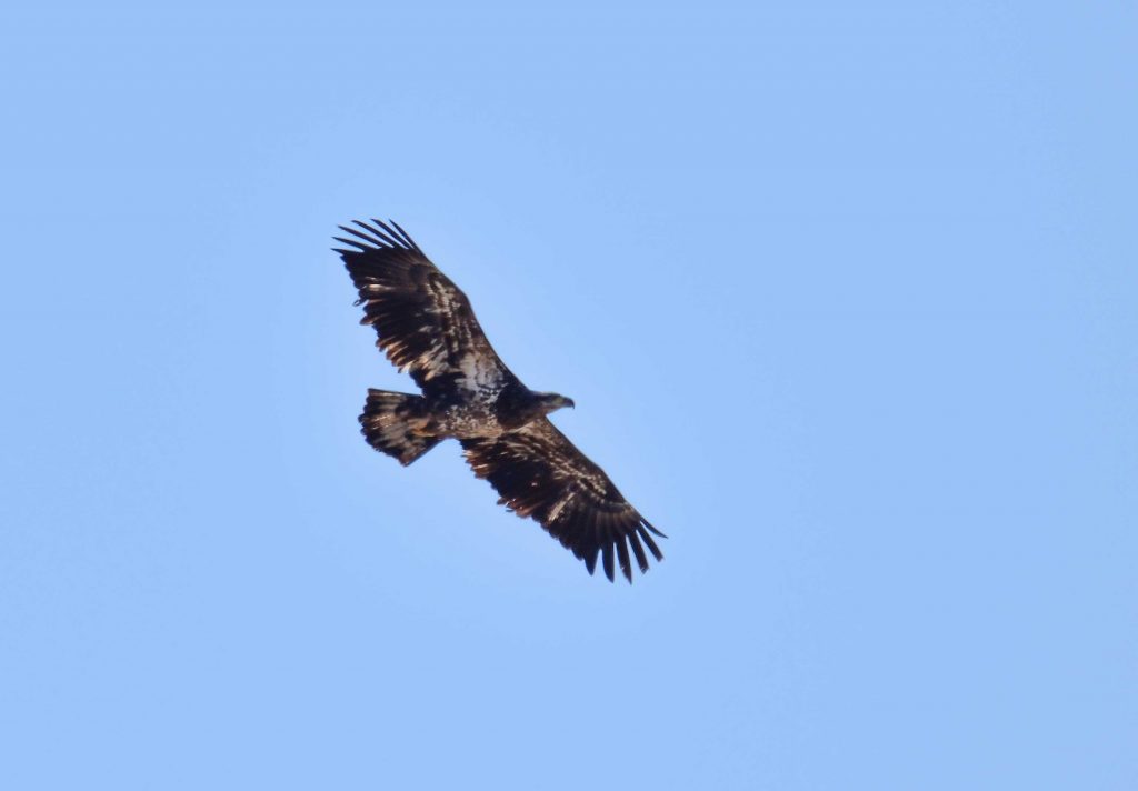 Juvenile Bald Eagle putting on an air show at the Shepaug Dam