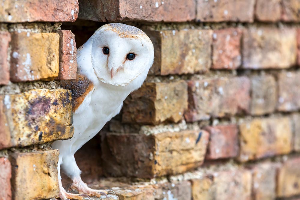 Farmers can lose huge amounts of planted crops and stored grains to rodents. Owls play an important role in keeping these potential pests under control. And they do it all for free!