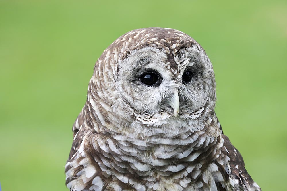 Barred Owls eat many small mammals, especially rodents such as mice and voles