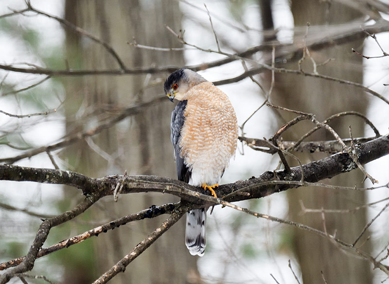 Cooper’s Hawks usually prey on small birds, but they also eat rodents