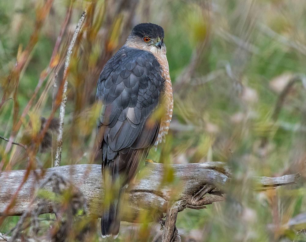 Woodland Hawks like this Cooper's Hawk are now firmly established in urban environments