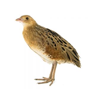 Bird watchers dropped everything to see the Corn Crake that turned up in NY