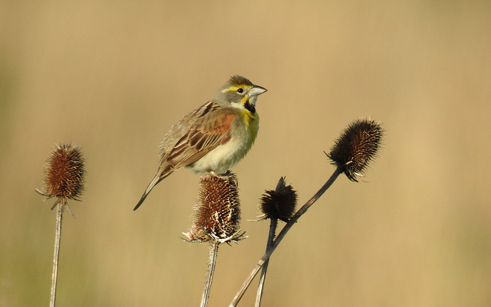 Birders at the Shawangunk Grasslands National Wildlife Refuge enjoyed two rarities on one day: Dickcissel (pictured