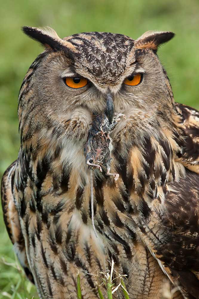 Eagle Owl with a mouse