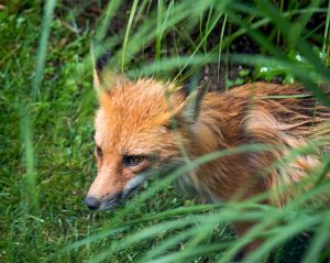 Beautiful red fox we spotted during a bird walk in Connecticut