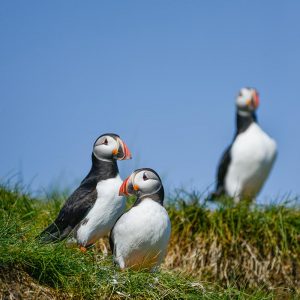The finding of this research have important implications for the study of fossil birds