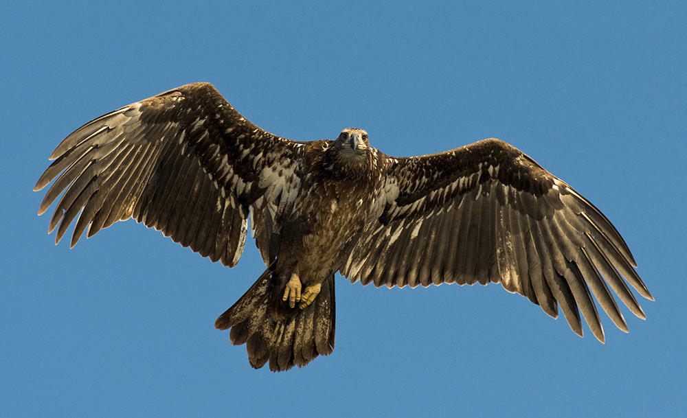Bald Eagle Air Show on Display at Shepaug Dam
