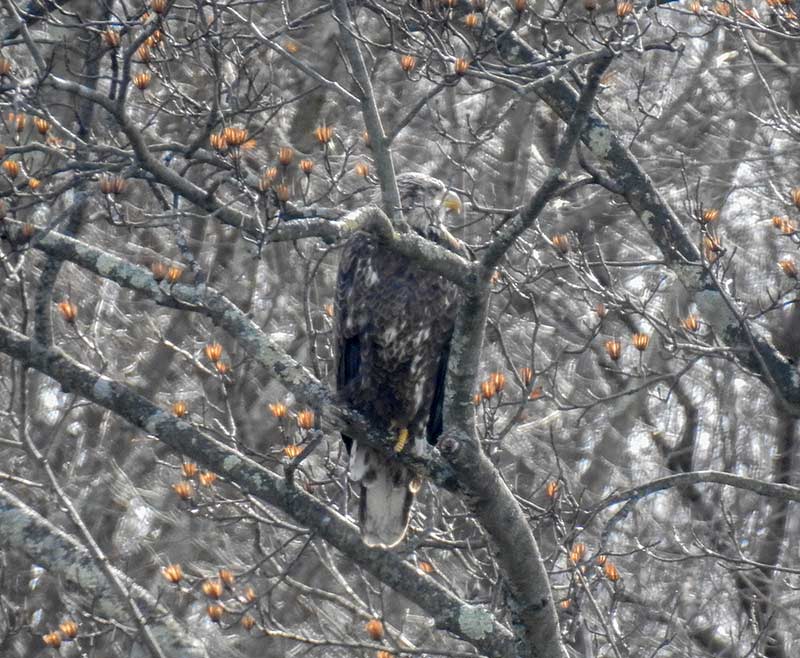 Juvenile Bald Eagle perched a tree across the Housatonic River at the Shepaug Dam