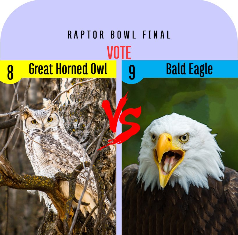 VOTE Raptor Bowl I - Great Horned Owl vs. Bald Eagle - intoBirds