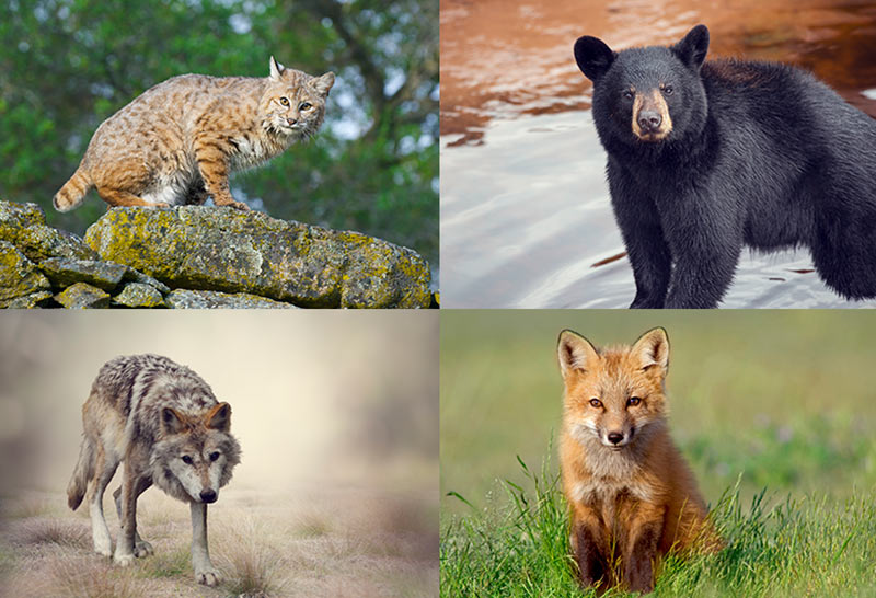 Rodenticide kills other mammals that prey on rodents, such as bobcats, black bears, wolves and red foxes