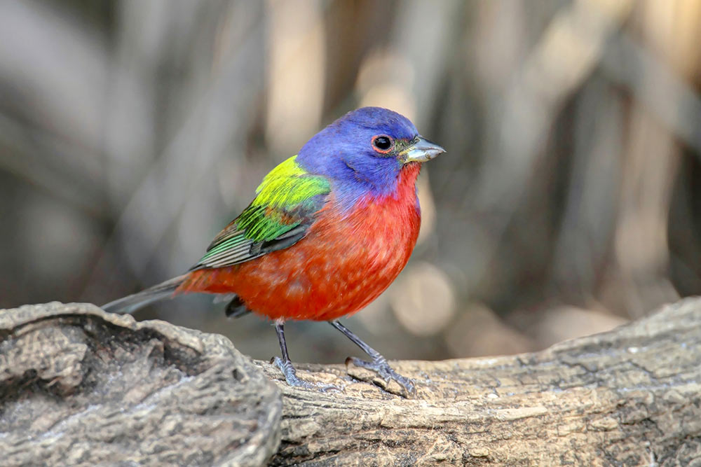 The Painted Bunting that dropped by Prospect Park in Brooklyn in 2015 quickly became a viral sensation