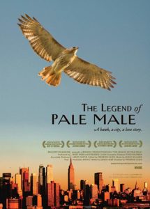 Pale Male - NYC's celebrity Red-tailed Hawk