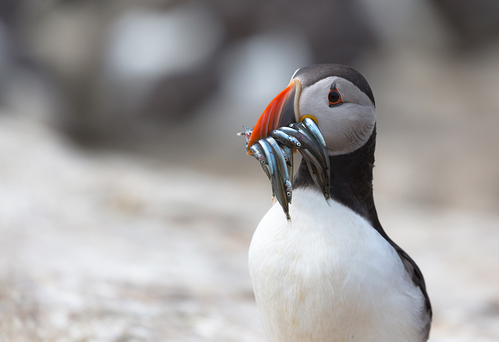 The Atlantic Puffin is one of 176 birds species studied