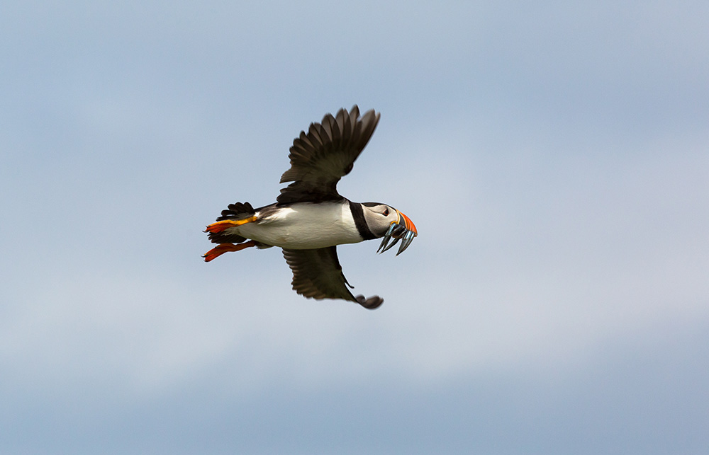 Researchers want to better understand the connection between beak shapes and functions in living birds like this Atlantic Puffin