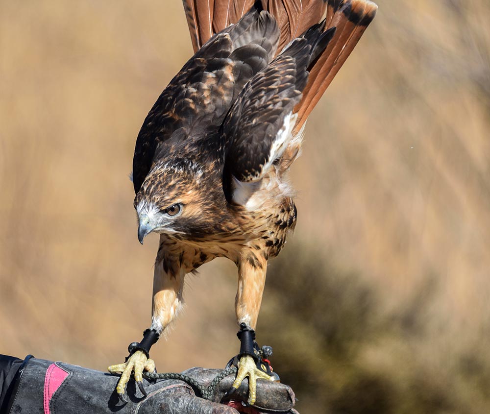 Theron is a Red-tailed Hawk and Christine's falconry bird