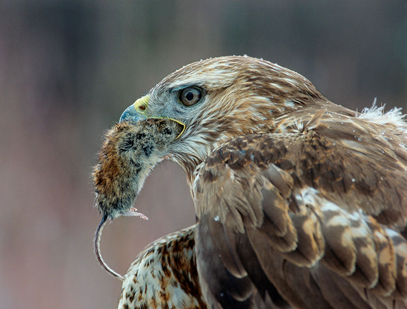 Red-tailed hawks play an important role in the ecosystem by helping to control the populations of small mammals, including rodents and rabbits