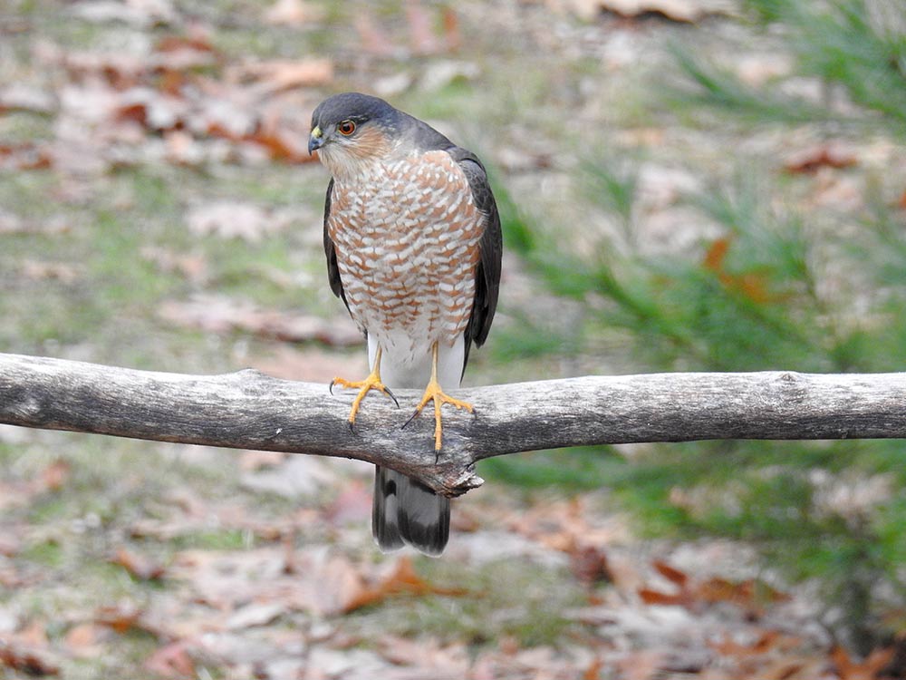 Citizen science data gathered by participants in the Cornell Lab of Ornithology's Project FeederWatch document avian activity in their backyards