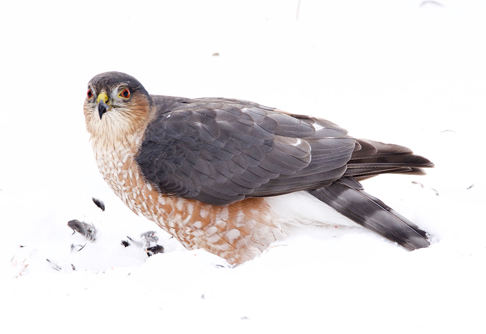 The secret is out: For hawks, the secret is out: There is a hyperabundance of prey in the city. Pictured: Sharp-shinned Hawk with its prey)