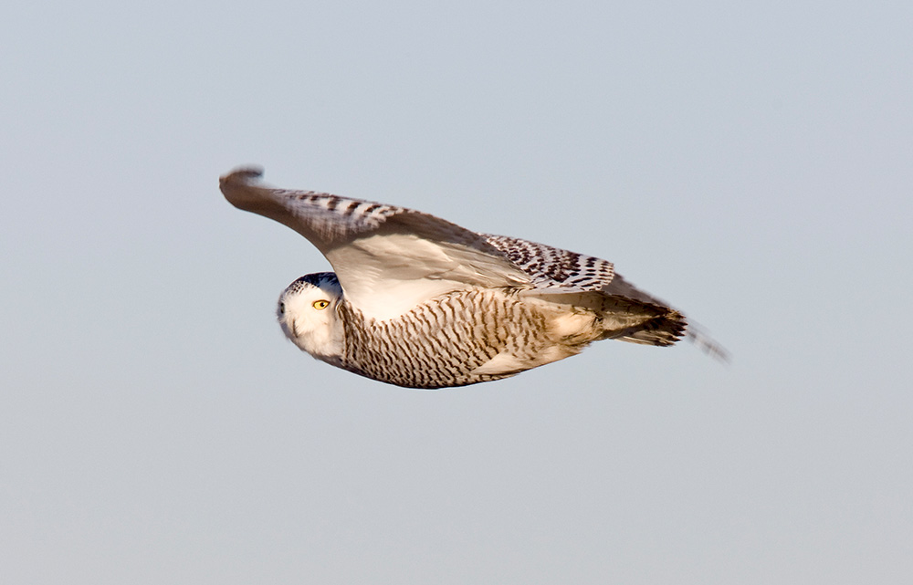 Snowy Owls cause a stir wherever they are