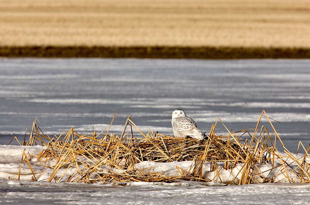 Snowy Owl sightings are one of the most popular among bird watchers