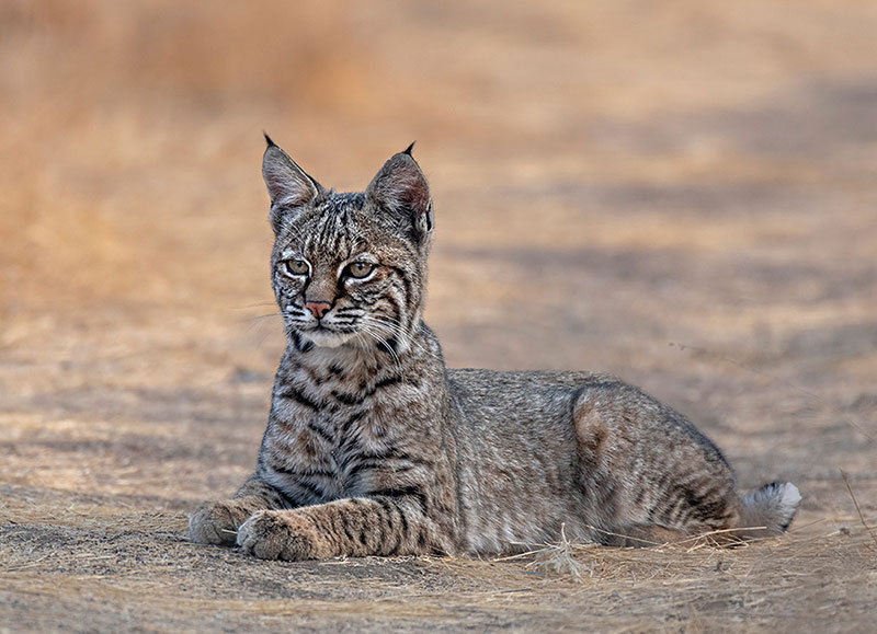 Exposure to first generation anticoagulant rat poisons is linked to diseases that impact the immune systems of non-target animals like lynx, coyote, and mountain lions. Photo by Joe Galkowski