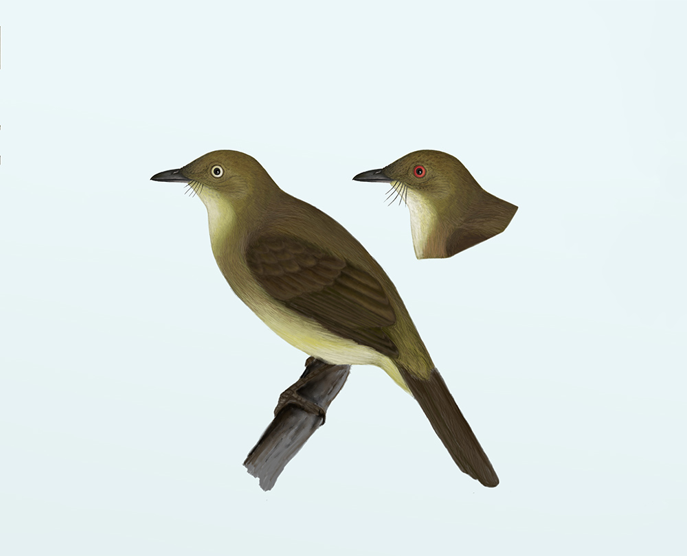 Scientists discovered a new species of bird on Borneo - the Cream-eyed Bulbul. Photo Credit: Subir Shakya, LSU