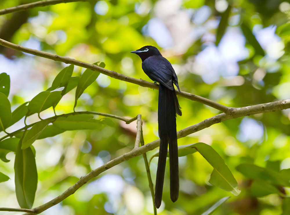 relocating-the-seychelles-paradise-flycatcher-intobirds