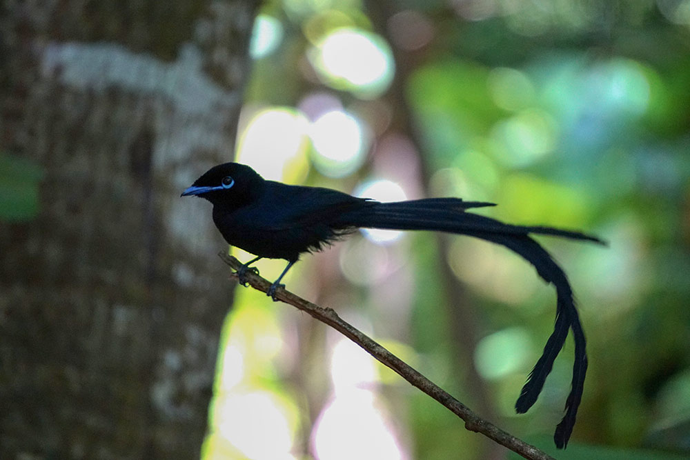 The Seychelles paradise flycatcher is currently ‘Critically Endangered’ on the International Union for Conservation of Nature IUCN red list of endangered species