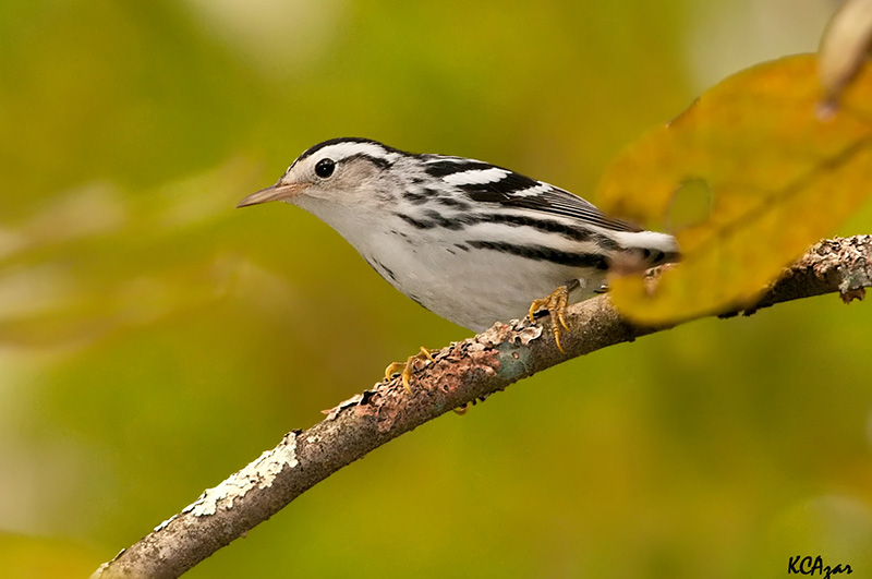 In the latter half of this century, migrants such as the Black-and-white Warbler may experience climate extremes unlike any in their history. Photo by Kelly Colgan Azar
