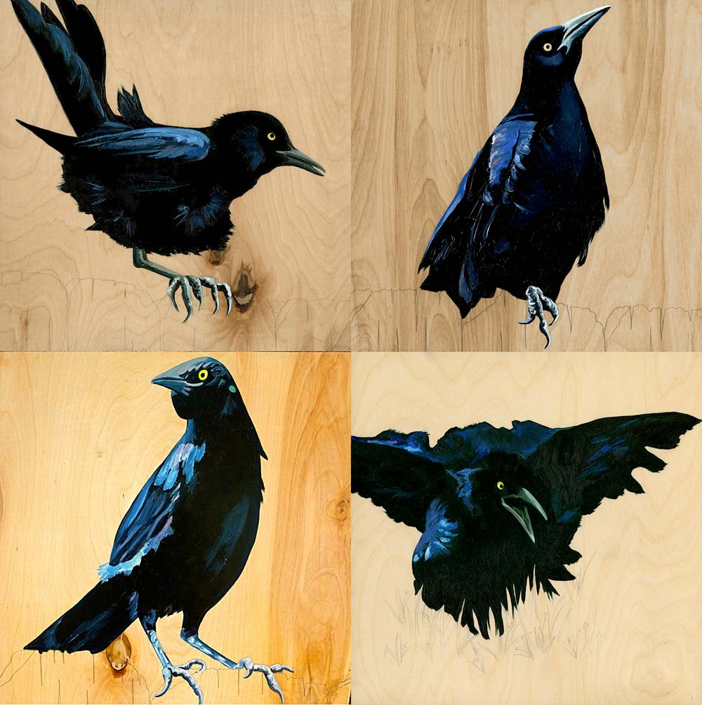 Grackles have many personalities and provide endless possibilities for Carly's paintings