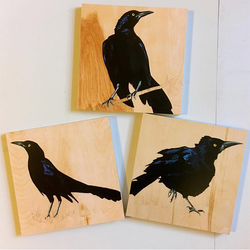 Carly says people appreciate grackles for all their attributes
