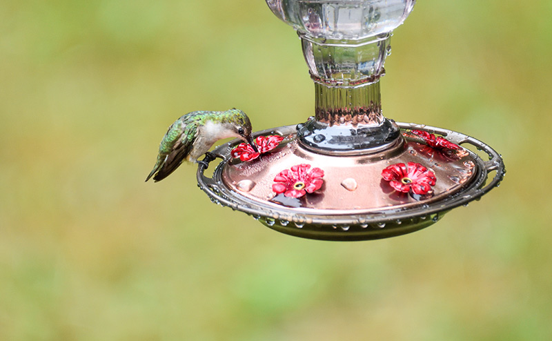 If you provide hummingbird feeders be sure to to clean them regularly and avoid cleaning feeders in areas where you prepare food