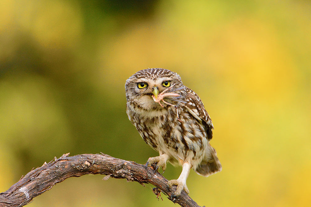 Little Owls on the Move - intoBirds