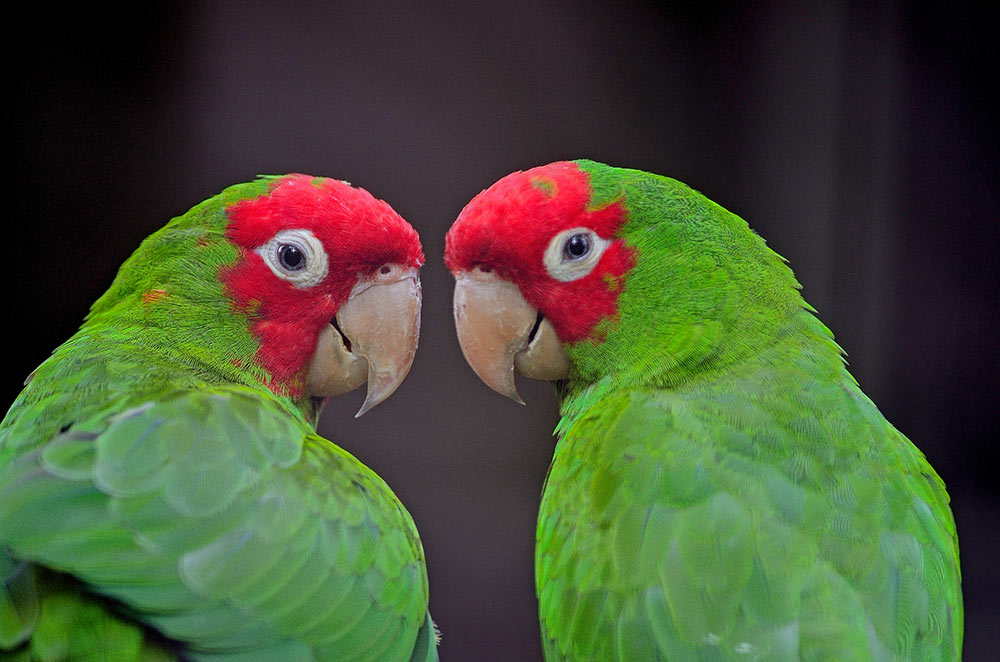 Researchers don’t know how the parrots are being exposed to bromethalin, and follow-up study is needed determine the source