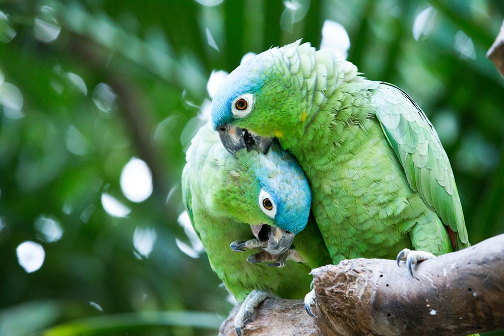 Researchers say bromethalin, a common rat poison, is killing the Wild Parrots of Telegraph Hill