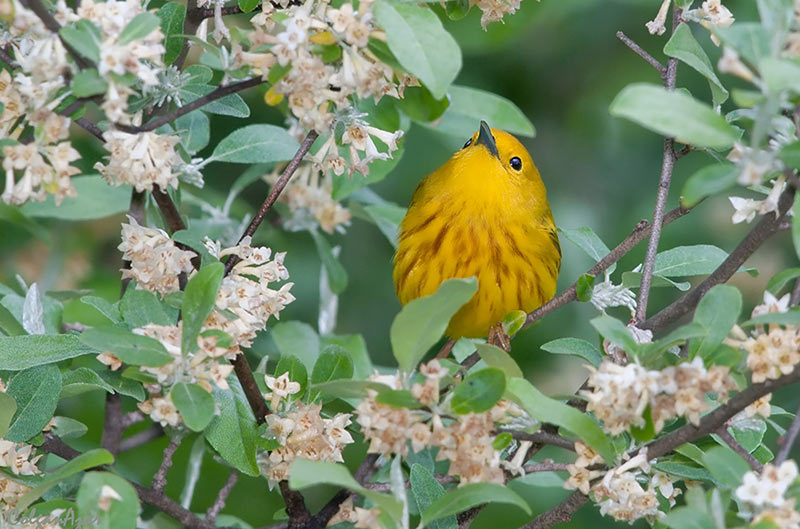 Yellow Warblers breed in the temperate zone of North America and are among the species likely to encounter novel climates in the latter half of this century. Photo by Kelly Colgan Azar
