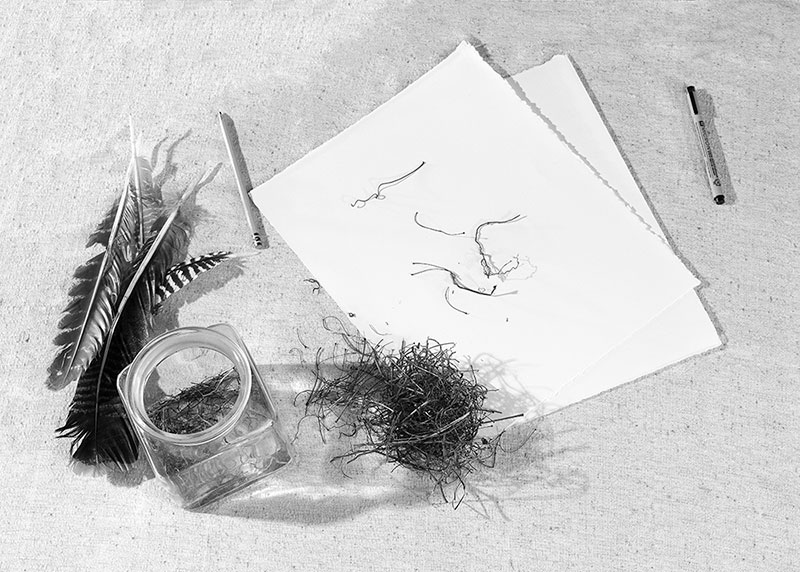 Katie uses micron pens to sketch the intricate details of bird’s nests