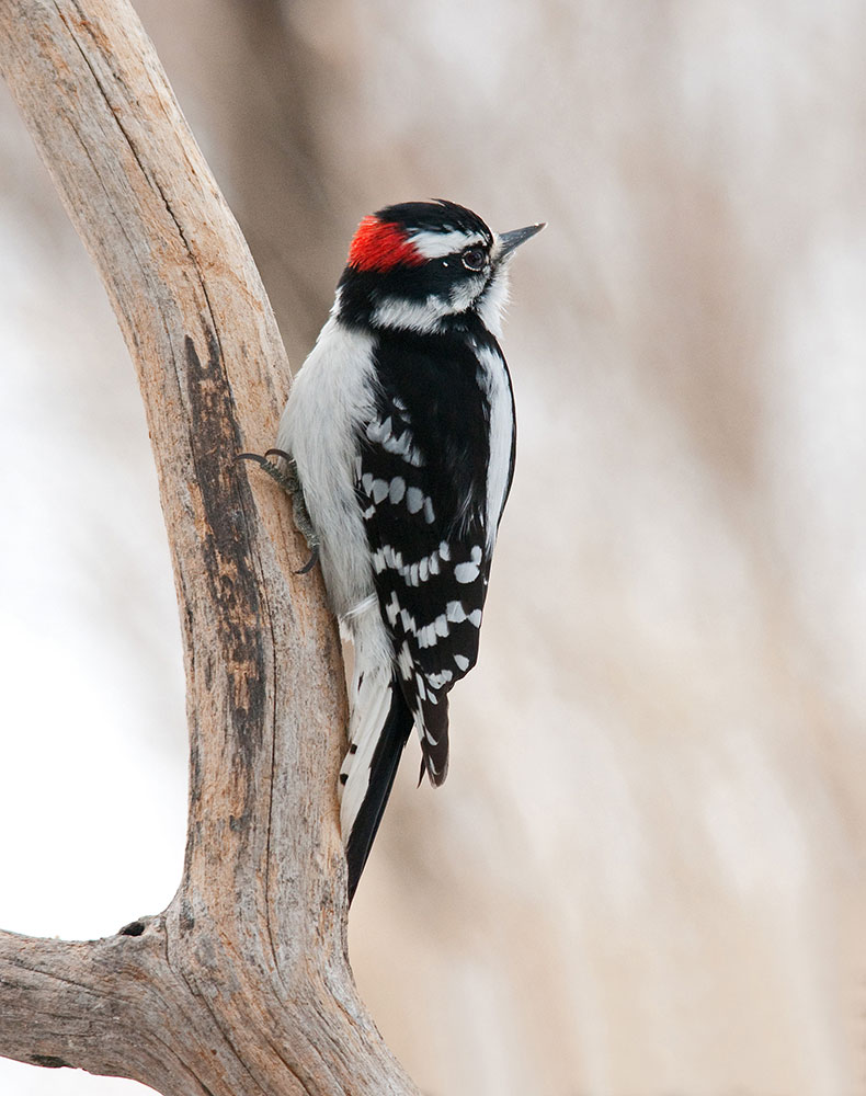 Downy Woodpecker - Photo credit: Jerry Acton