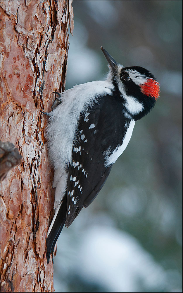 Hairy Woodpecker - Photo credit: Jeanette Tasey